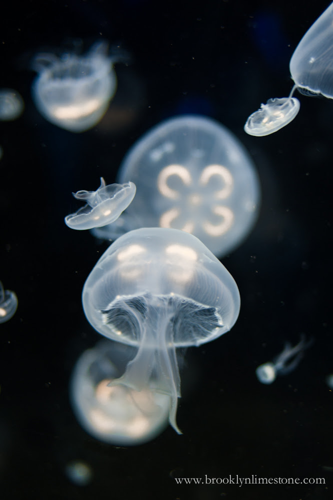 JellyfishOriginal120140308-2