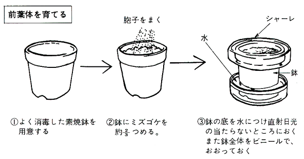 神戸の自然シリーズ3 神戸のシダ 前ページへ 目次へ 次ページへ ４ 前葉体を見る 身近なシダの胞子をまき 発芽させ 前葉体からさらに有性生殖を行い胞子体へと育っていく過程を観察しよう スギナの項で その生活史をみたが ここでいま一度 シダ