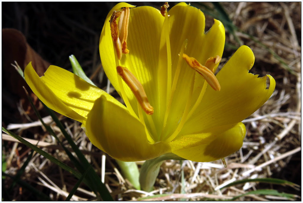 Sternbergia lutea