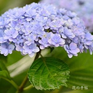 アジサイ テマリテマリ Hydrangea Temari Temari 300品種のあじさいを図鑑形式で紹介する花の手帖のデジタル写真集 紫陽花図鑑