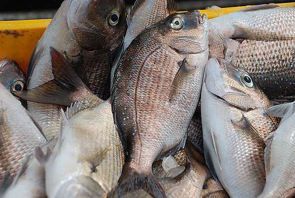 湧升海洋的澎湖嘉臘 湧升海洋部落格 痞客邦