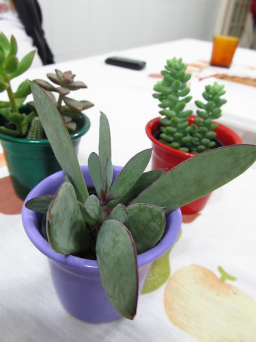 Mini Succulents
