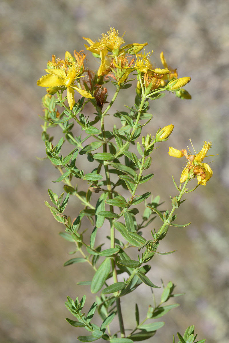 Hypericum perforatum L. | Plants of the World Online | Kew