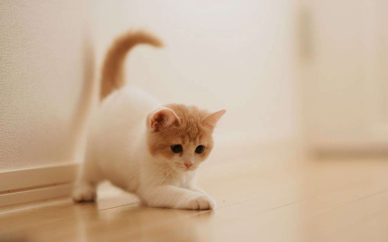 50 Gambar  DP BBM Kucing  Lucu  Imut Gemesin Berbagai Gadget
