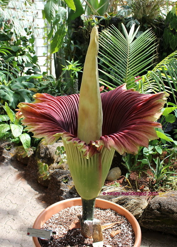 PlantFiles Pictures Titan Arum Bunga Bangkai Corpse PlantFiles Pictures Titan Arum Bunga Bangkai Corpse