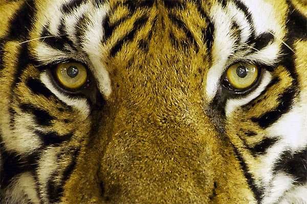 Felinos selvagens