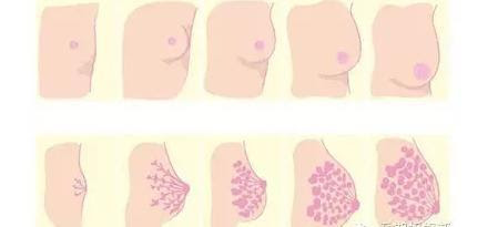 怀孕乳房变化怎么回事