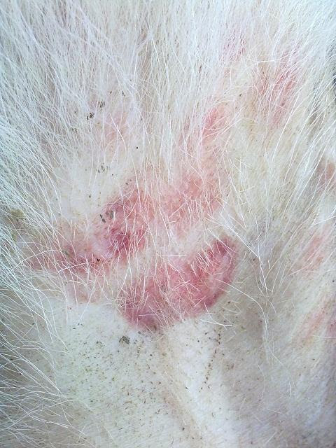 Hm Was Sind Das Fur Flecken Am Bauch Hundeforum Hundund