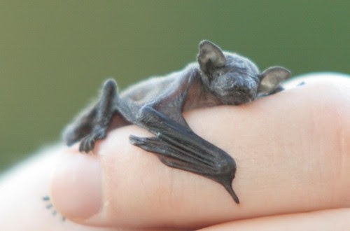 Baby Bat by Peet van Schalkwyk.