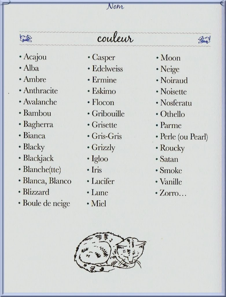 Nom D Un Chat Bienvenue Chez Estrelita