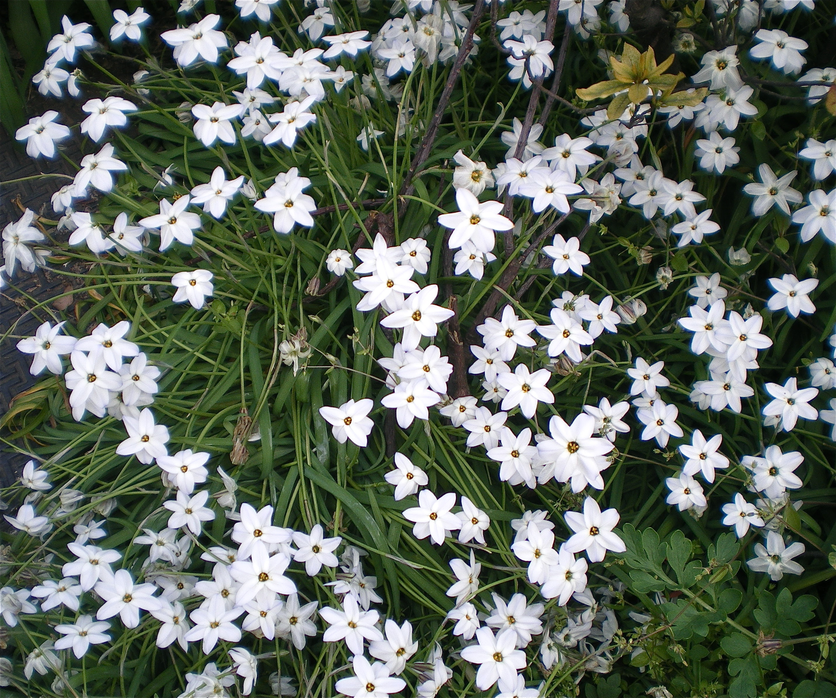 歩キ眼デス 花韮 ハナニラ