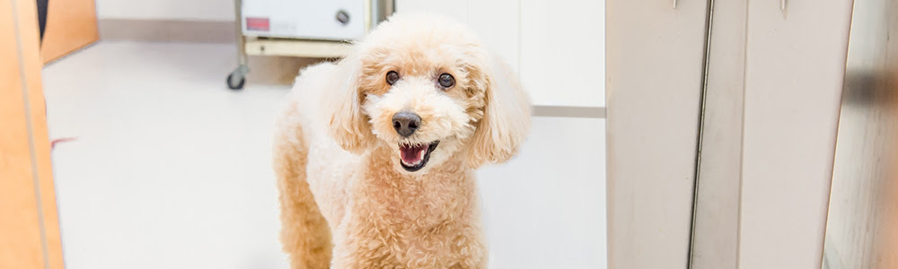 大阪市で犬の皮膚病や目の病気 心臓病などの治療は高橋動物病院