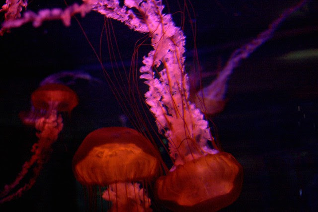 vegas jellyfish