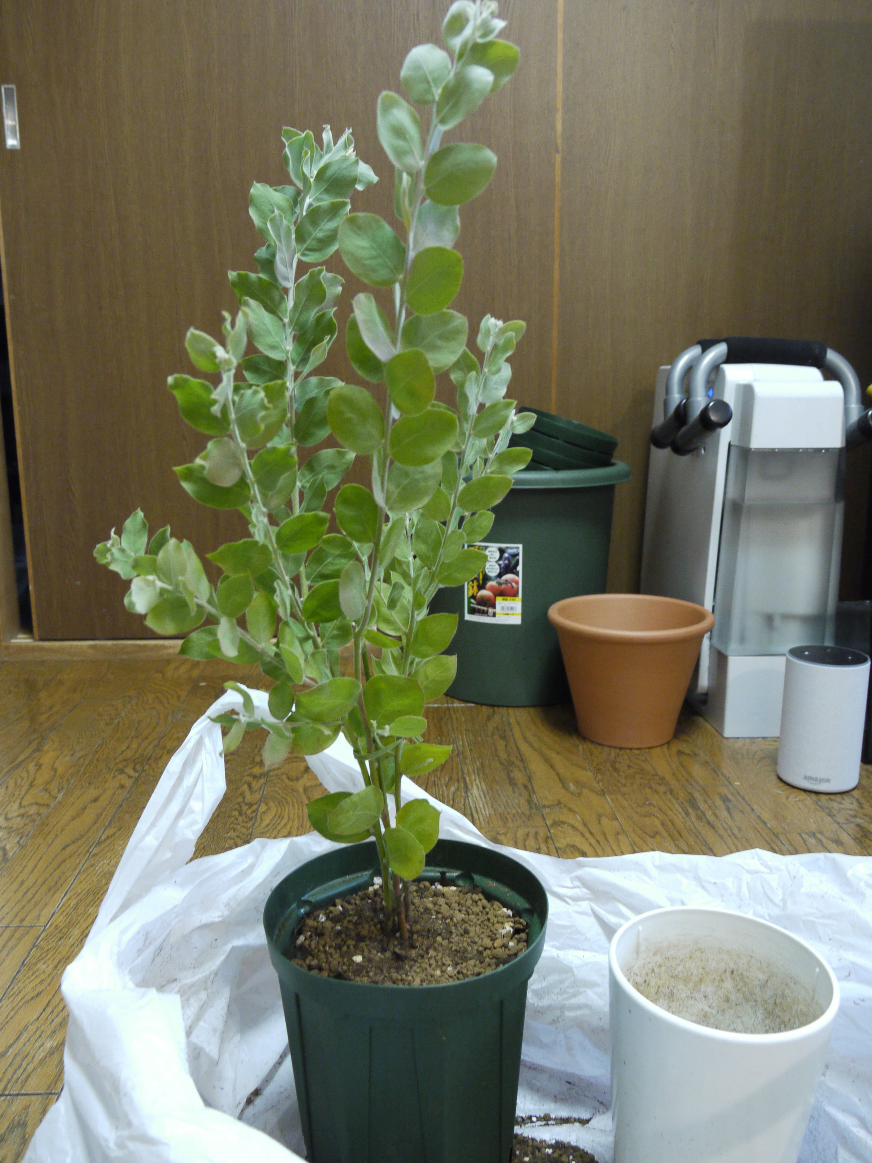 ミモザ パールアカシア の植え替え 18年冬 ぴすけの庭