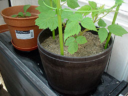 ラズベリー支柱立てと植え替え こらない