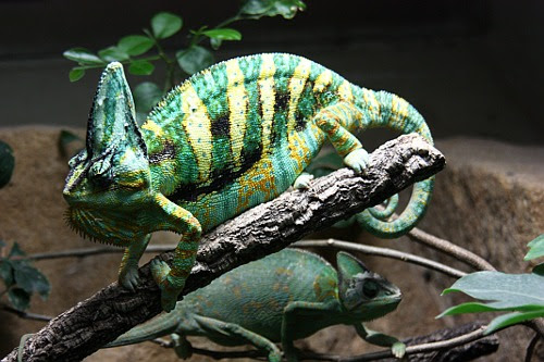 Berlin zoo