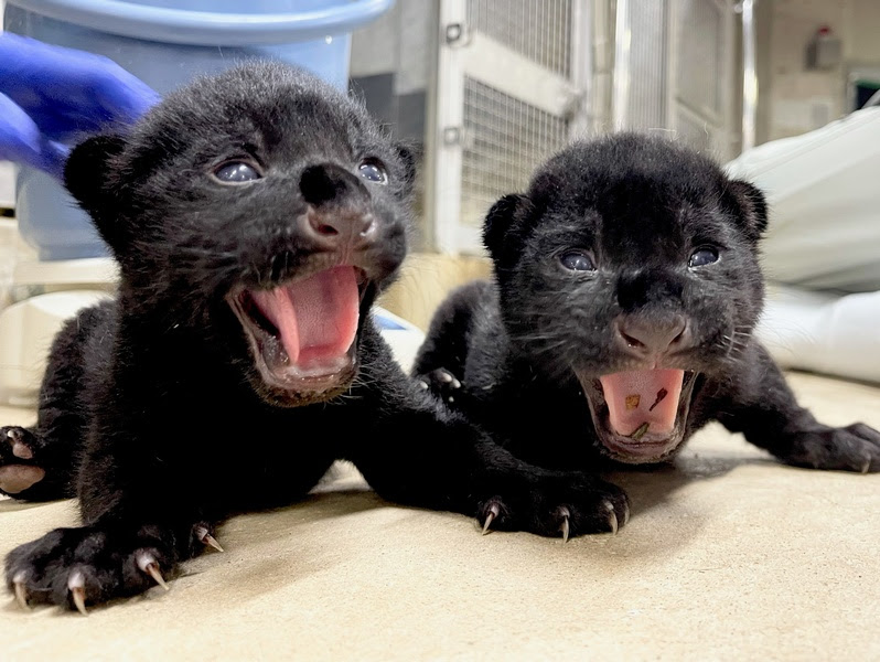 ジャガーの赤ちゃんが誕生しました 神戸市立王子動物園 公式