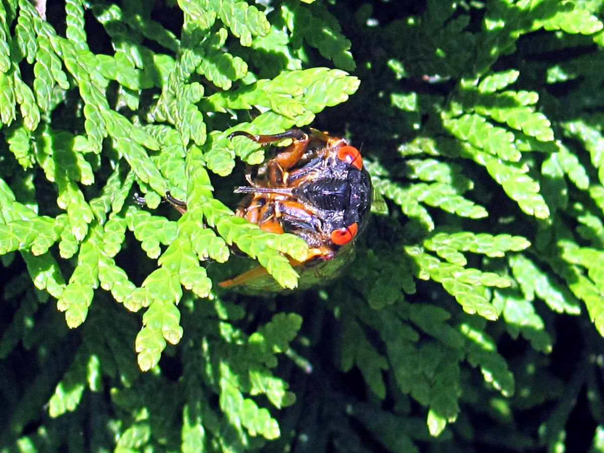 Cicada 8 photo IMG_8018a_zpse9891b08.jpg