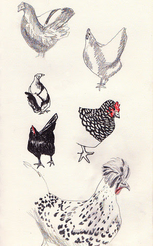 chickens