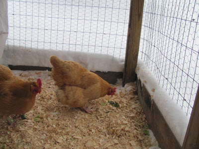 Chickens in snow 2