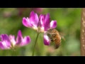 【人気ダウンロード！】 ミツバチ 花 501234