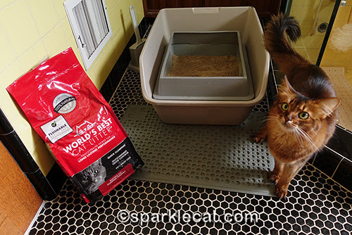 somali cat posing with her litter box and World's Best Cat Litter bag
