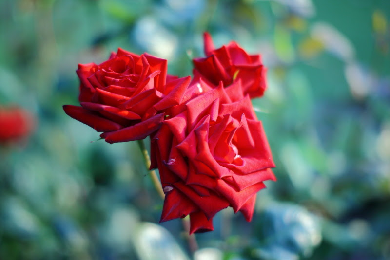 ディズニーリゾートのバラの花 人もバラもきれいに撮影 ディズニーと写真とカメラ日記