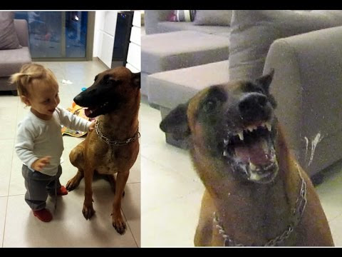 Video: Israel's 'dogs of war': Another form of colonial violence