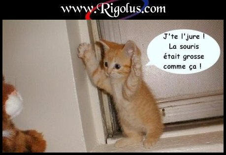 Images Chats Drole Mignons