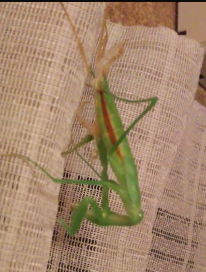 脱皮失敗のカマキリは 次の脱皮は可能か 透明飼育