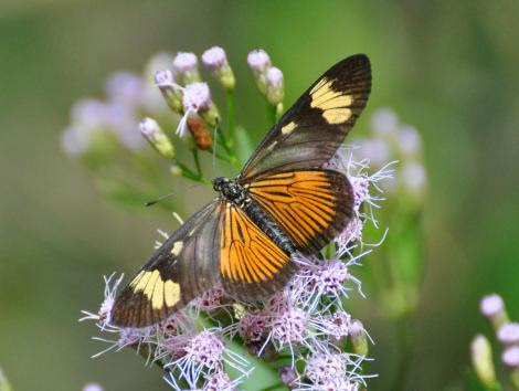 Fonte não identificada