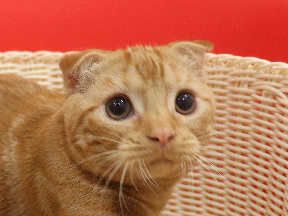 スコティッシュフォールドの子猫販売 スコティッシュフォールドの 