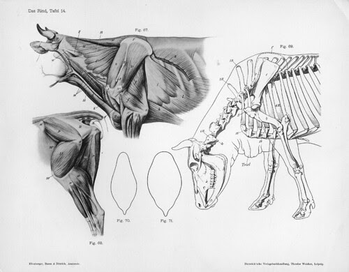 cow - anatomical view - muscles