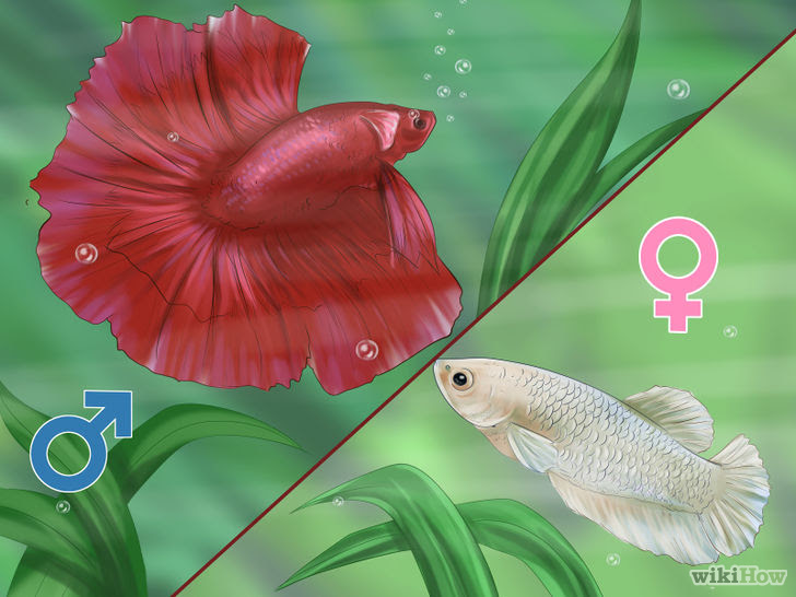 Determine the Sex of a Betta Fish Step 3.jpg