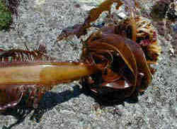 東京湾でわかめ狩り ワカメ 良質ワカメが採れます