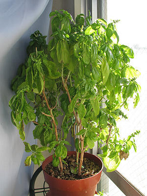バジルは越冬成功 ベランダ家庭菜園