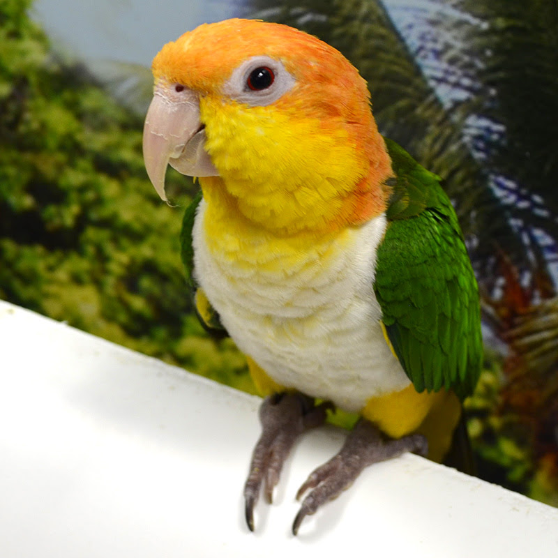 シロハラインコってどんな鳥 生態や飼い方など紹介