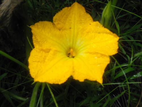 Flor macho
