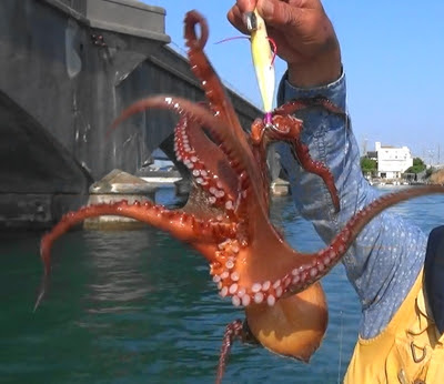 超満員３番航路タコ釣り 浜名湖で遊びたい