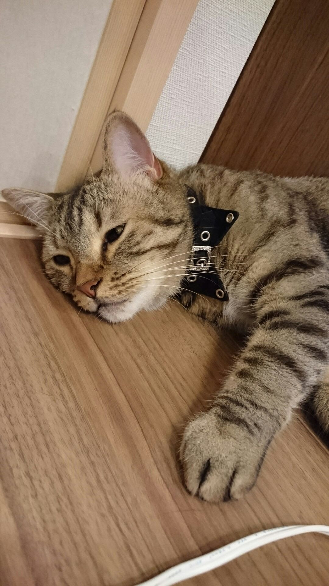 スコティッシュフォールド アメリカンショートヘア ぽんずくん 猫用品専門店ゴロにゃん お客様写真館