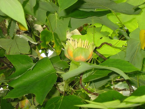 tuliptree 1
