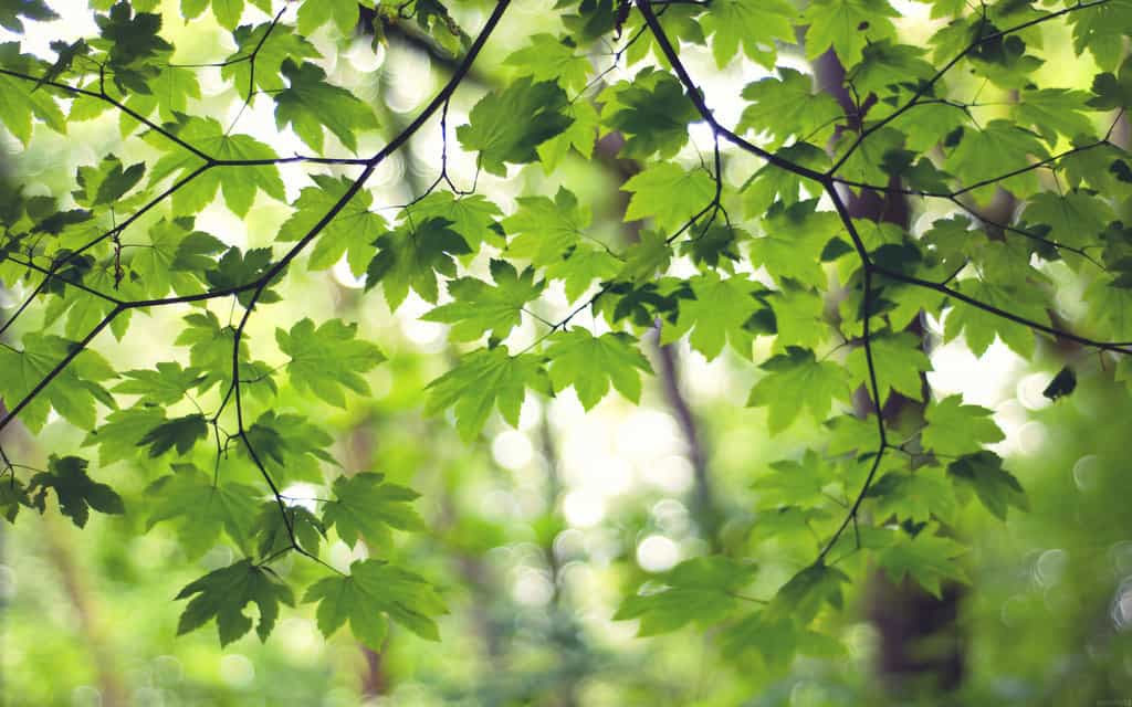 Daily Freebie: 31 Days of Beautiful Landscape Wallpaper Images