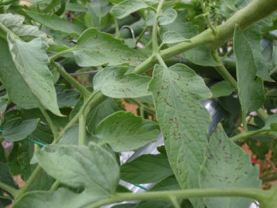 トマトの斑点細菌病の症状と対策 水耕栽培q A