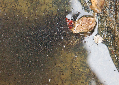 aquatic plant central