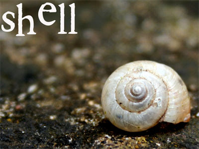 shell