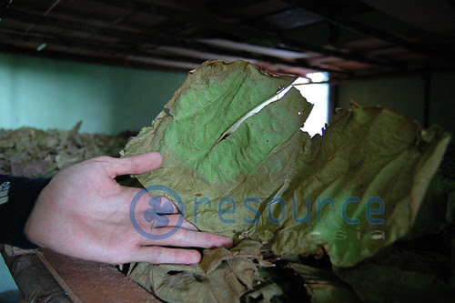 Kratom  Type2 Dried picture photo bild