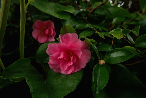 SDIM4884