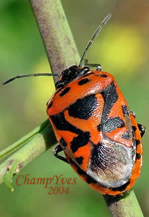 Punaise Ornee Eurydema Ornatum Les Punaises Heteroptera