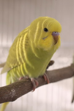 Download Parakeet photos you love