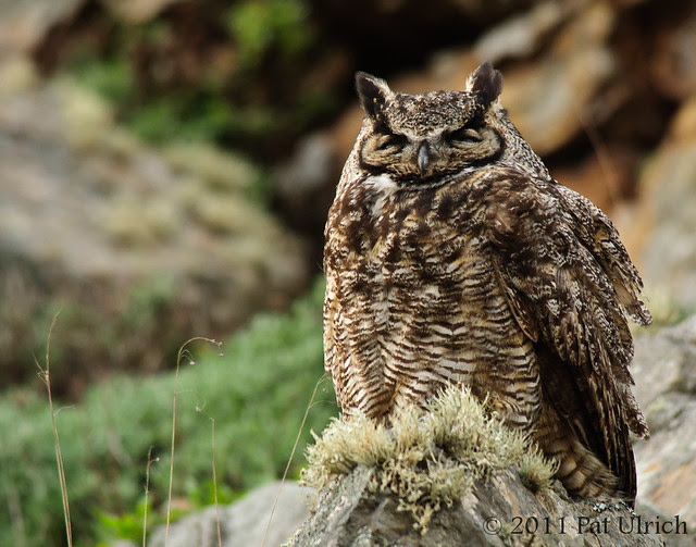 Great horned owl - Pat Ulrich Wildlife Photography